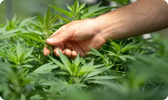 Hand gently holding the leaves of a cannabis plant
