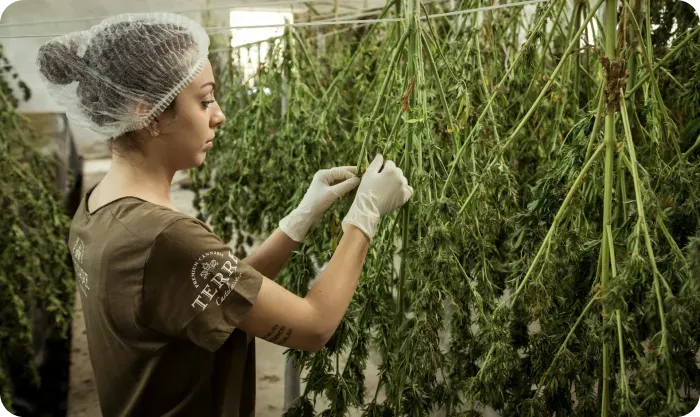 Woman in a hairnet and gloves tending cannabis plants hanging up to dry