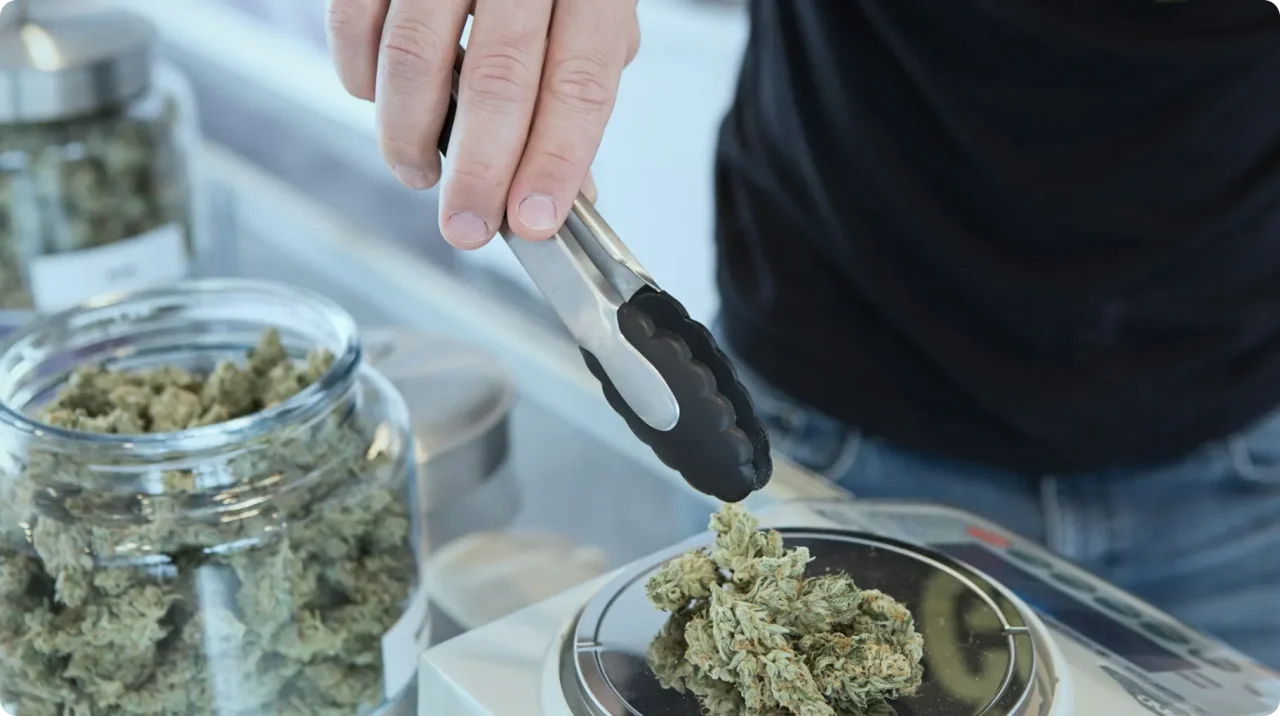 Cannabis Business Startup